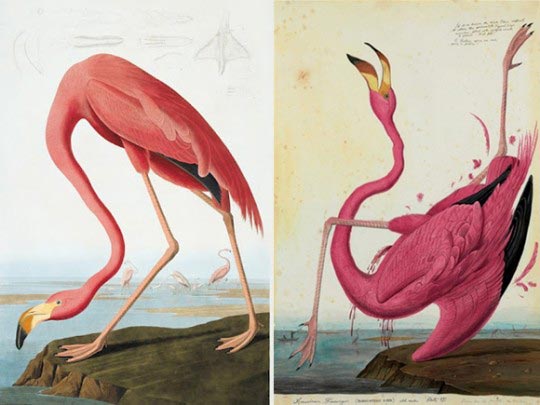 À gauche, Phoenicopterus Ruber, the Greater Flamingo, 1927 – 1938, gravure de John James Audubon tirée de son ouvrage « The Birds of America », à droite,Walton Ford, American Flamingo, 1992 