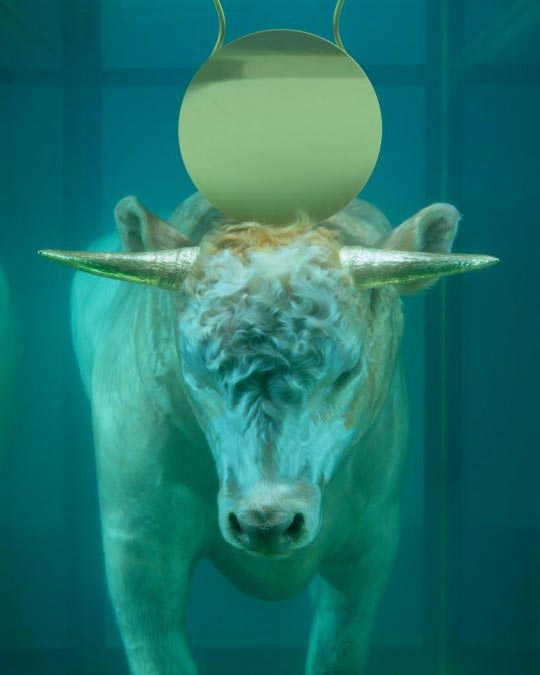 Damien Hirst, The Golden Calf