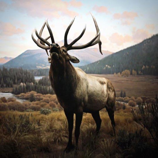 Chad Wys, Wapiti, 2010