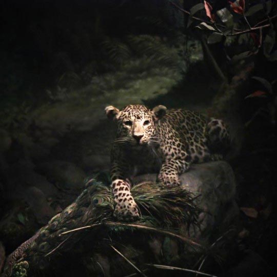 Chad Wys, Leopard, 2010