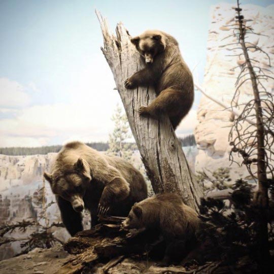 Chad Wys, Grizzly Bears, 2010