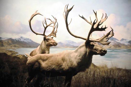 Chad Wys, Grant Caribou, 2010