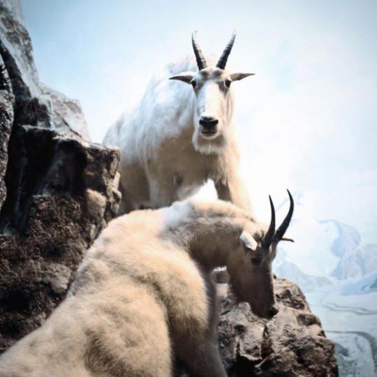 Chad Wys, Mountain Goats, 2010