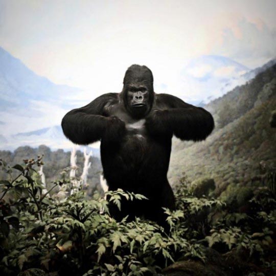 Chad Wys, Gorilla, 2010