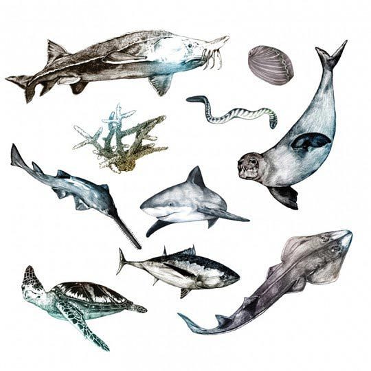 10 most endangered sea species, Cheyenne illustration, pour COOLER magazine