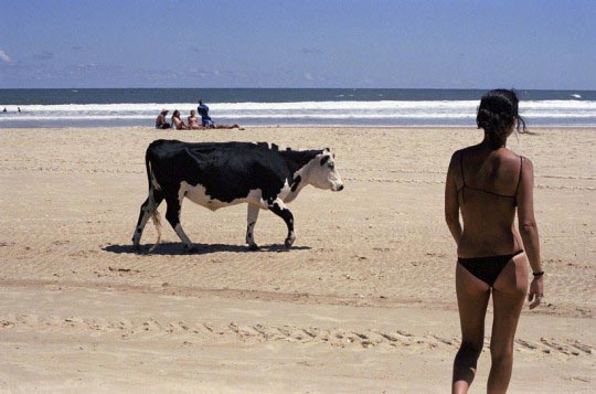 Martin Barzilai, Sur la plage de Cabo Polono les vaches croisent les vacanciers, Fevrier 2006, Uruguay, Martin Barzilai/Sub.Coop