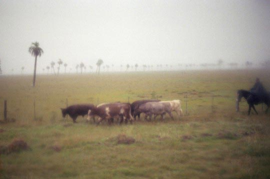 Martin Barzilai , un gaucho mene quelques vaches un jour de pluie. Prise de vue realisee a travers la vitre d'un bus, Uruguay, mars 2006, Martin Barzilai/Sub.Coop