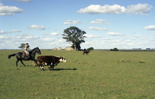 Martin Barzilai, Un gaucho poursuit une vache a cheval pour la separer du troupeau. Uruguay, fevrier 2006, Martin Barzilai/Sub.Coop