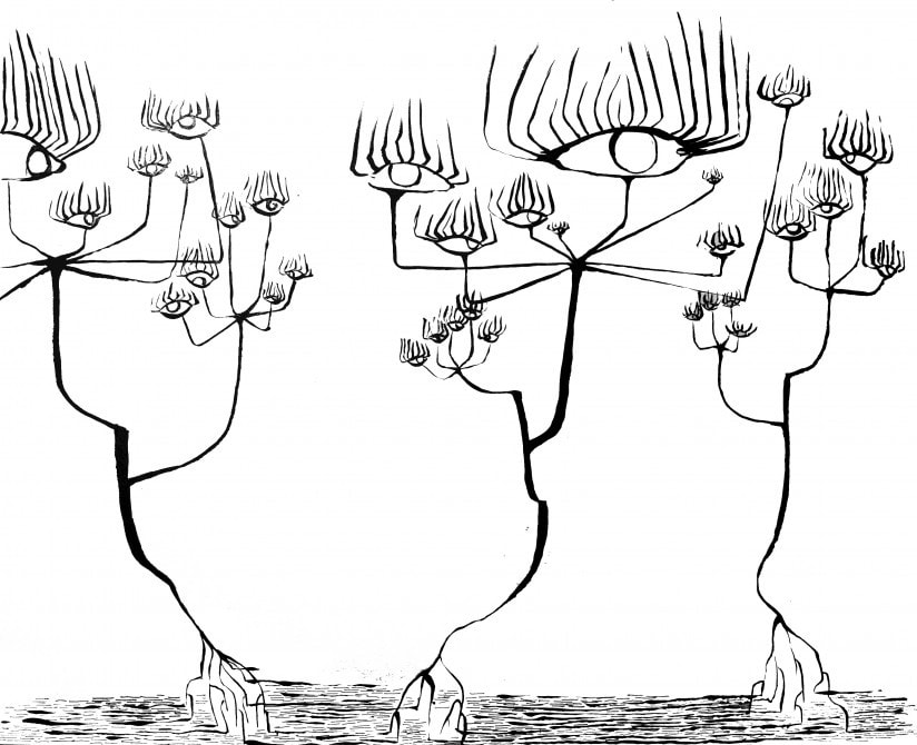 Carlotta Saracco, tree’s eyes