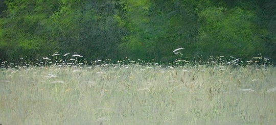 Mathieu Weemaels, Pré fleuri