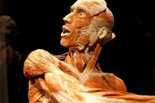 Gunther von Hagens