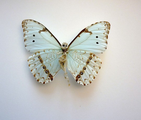 Lionel Sabatte, reparation de papillon