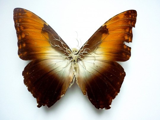 Lionel Sabatte, Reparation de papillon 5