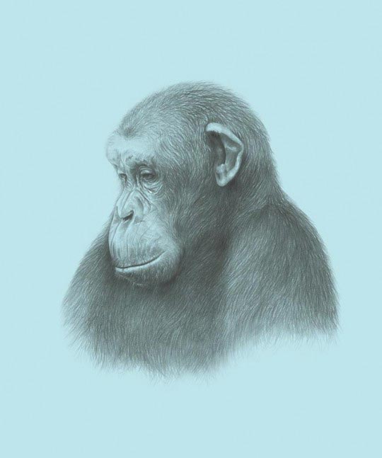 Denise Nestor, monkey Illustration for The New York Times Magazine