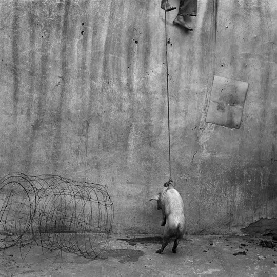 Roger Ballen, hanging pig