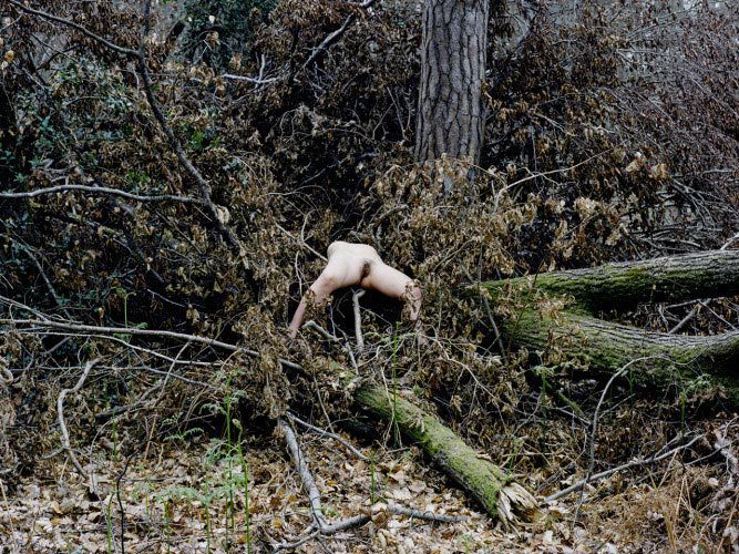  Julian Feeld, La Forêt 3, 2014