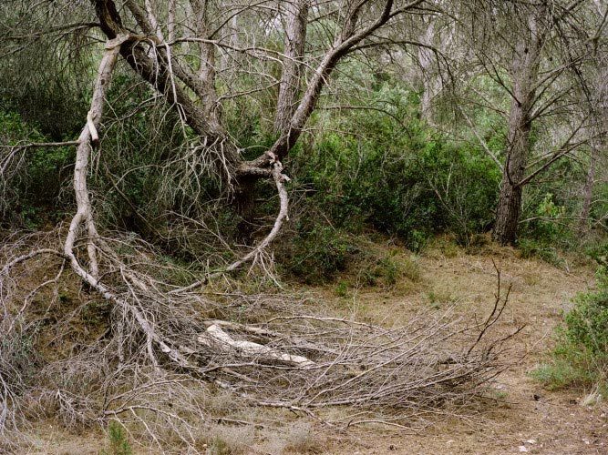 Julian Feeld, La Forêt 10, 2014