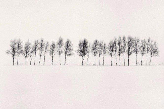 Michael Kenna, Twenty Four Trees