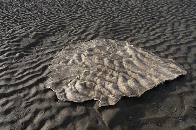 Thomas Tronel-Gauthier, Le dernier terrain vague