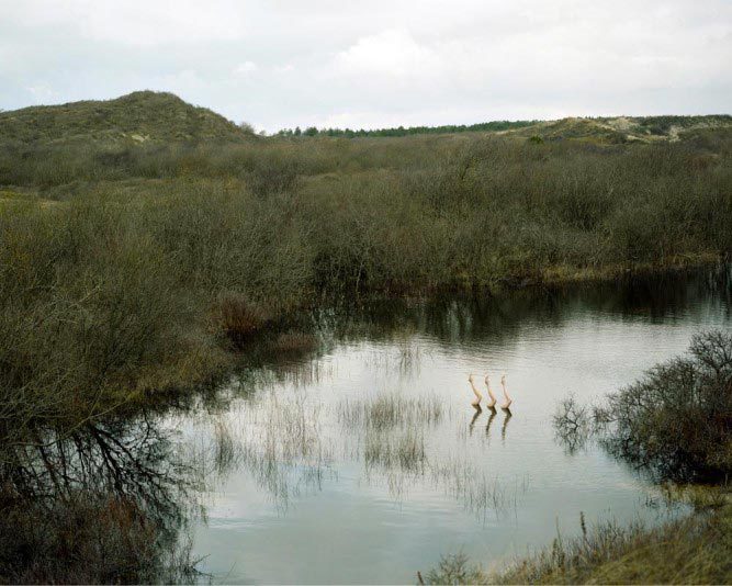 Jean Baptiste Courtier, Natation Synchronisée