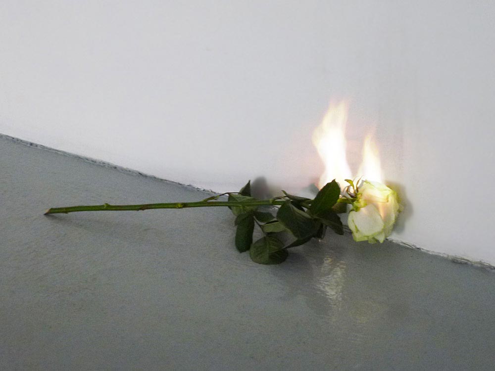 Laurent Pernot, Rose