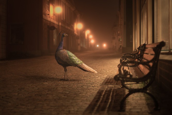 Mikko Lagerstedt, Peacock